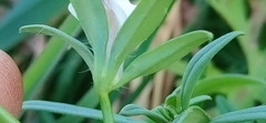 Misopates