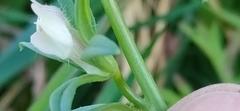 Misopates