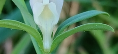 Misopates