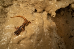 Speleomantes italicus