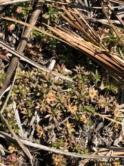 Pyxidanthera brevifolia