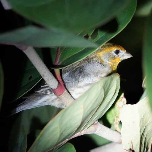 Haemorhous mexicanus image