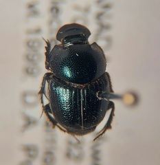 Onthophagus orpheus