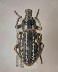 Ophryastes speciosus