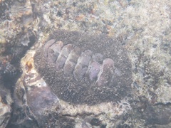 Acanthopleura gemmata