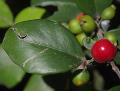 Eugenia reinwardtiana