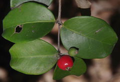 Eugenia reinwardtiana