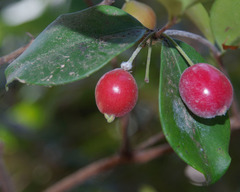 Eugenia reinwardtiana