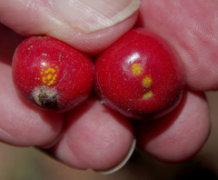 Eugenia reinwardtiana