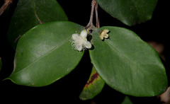 Eugenia reinwardtiana