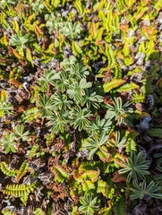 Oxalis enneaphylla