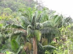 Archontophoenix cunninghamiana