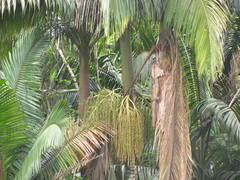 Archontophoenix cunninghamiana