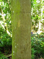 Archontophoenix cunninghamiana