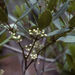 Osmanthus austrocaledonicus - Photo (c) Scott Zona, some rights reserved (CC BY-NC)