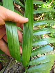 Archontophoenix cunninghamiana