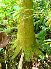 Archontophoenix cunninghamiana