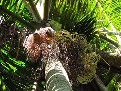 Archontophoenix cunninghamiana