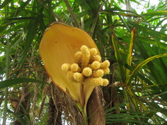 Bactris setosa