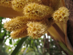 Bactris setosa