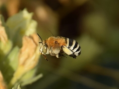 Amegilla quadrifasciata