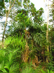 Bactris setosa