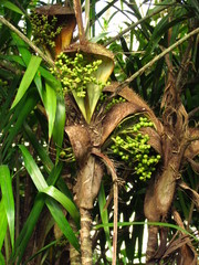 Bactris setosa