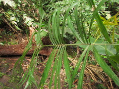 Bactris setosa