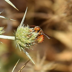 Icteranthidium ferrugineum