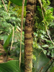 Bactris setosa