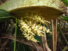 Bactris setosa