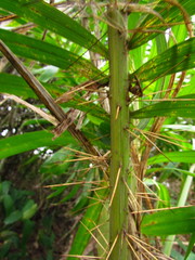 Bactris setosa
