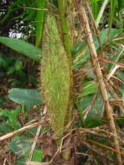 Bactris setosa