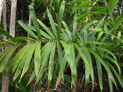 Bactris setosa