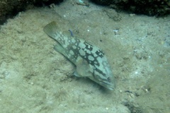 Epinephelus erythrurus