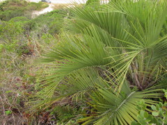 Butia catarinensis