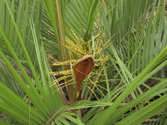Butia catarinensis