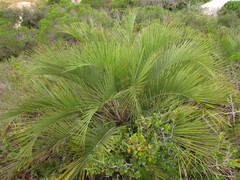 Butia catarinensis