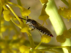 Poecilotiphia rousselii