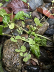Drymaria villosa