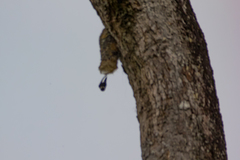 Panyptila cayennensis