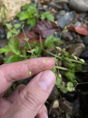Drymaria villosa