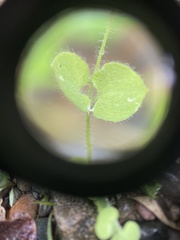 Drymaria villosa