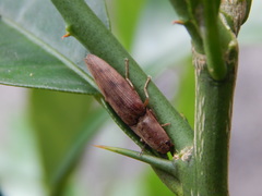 Elateridae