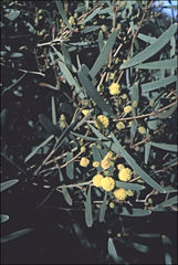 Acacia murrayana