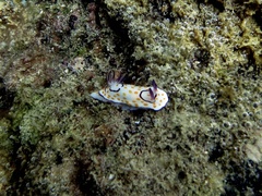 Goniobranchus annulatus