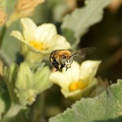 Amegilla quadrifasciata