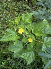 Malachra alceifolia