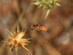 Icteranthidium ferrugineum