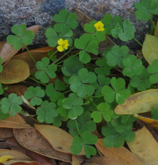 Oxalis radicosa
